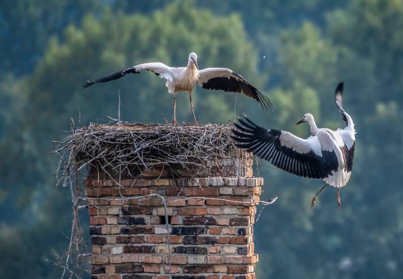 Professional Chimney Animal Removal Services in Peabody, Massachusetts