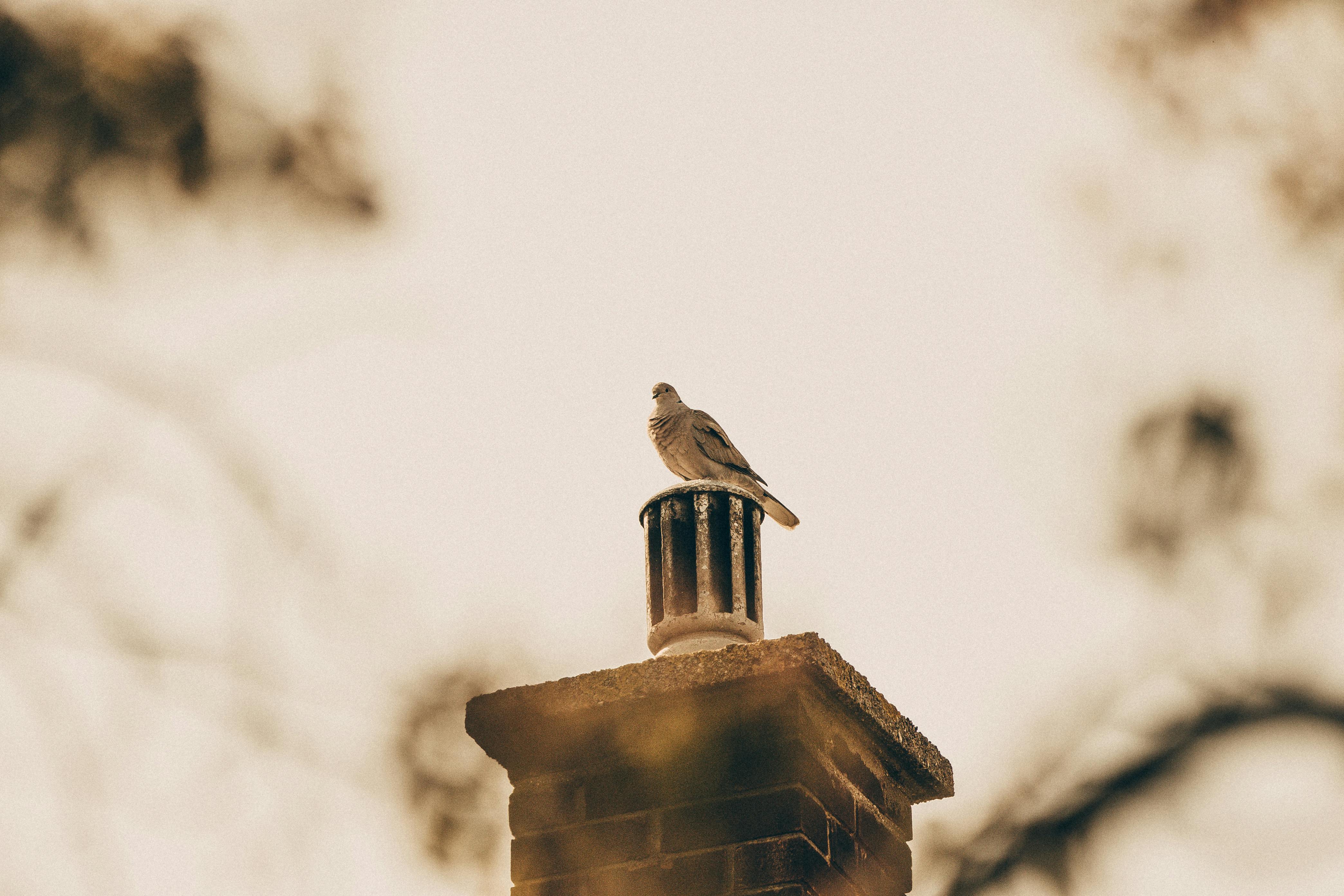 Professional Chimney Cap and Damper In Peabody Massachusetts